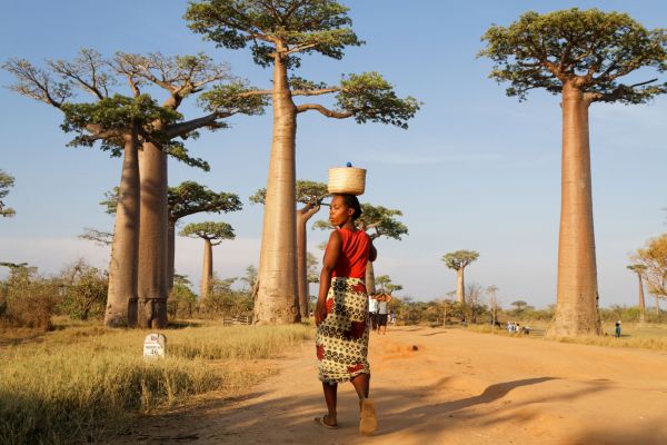Baobab-Allee