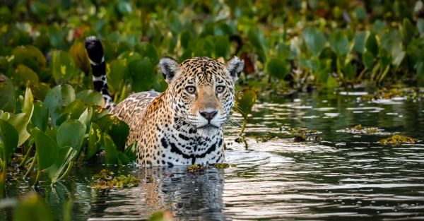Jaguar