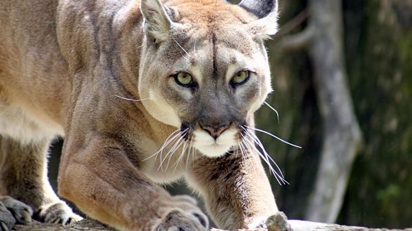 Puma