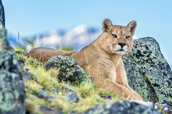 Puma-Torres-del-Paine