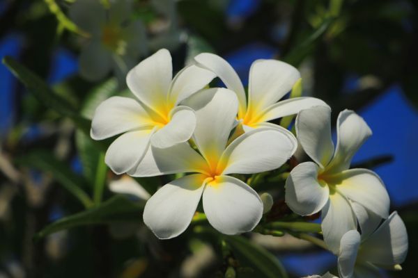 Frangipani