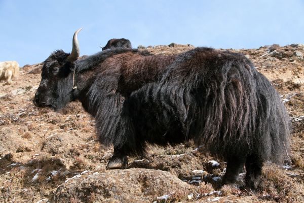 Bhutan-Yak