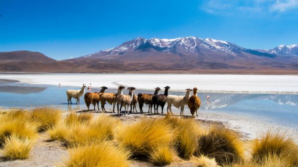 Bolivien-Hedionda-Lagune