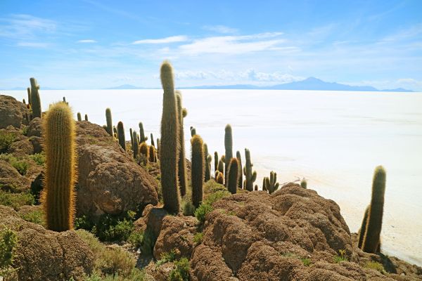 Bolivien-Uyuni-Isla-Incawasi
