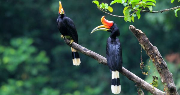 Borneo-Nashornvogel
