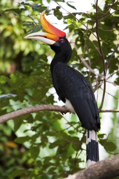 Hornbill