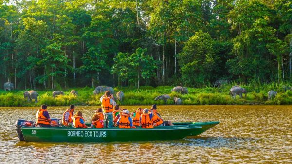 Bprneo-Kinabatangan-Fluss-Safari