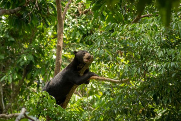 Borneo-Sonnenbär
