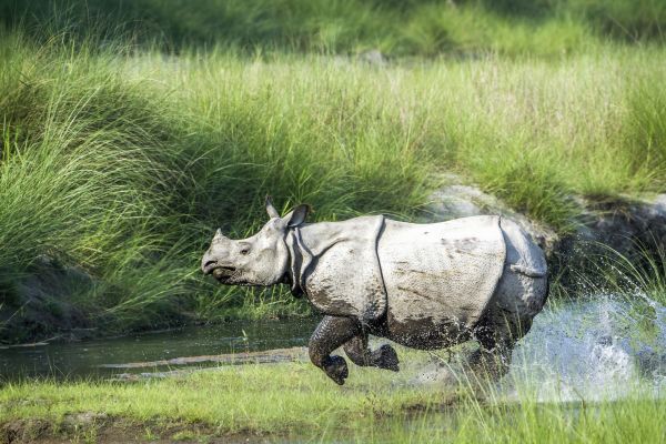 Panzernashorn-im-Chitwan-National-Park