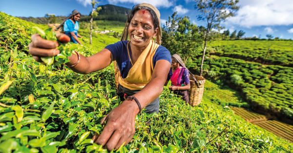 Sri-Lanka-Nuwara-Eliya