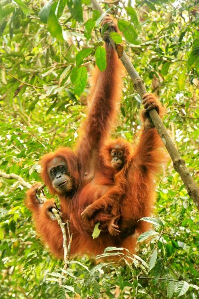 Borneo-Orang-Utans