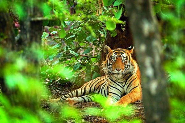 Ranthambore_Tiger