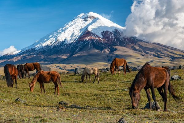 Ecuador-Cotopaxi-Nationalpark