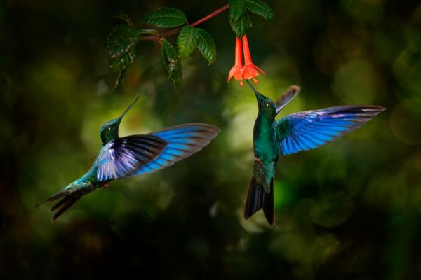 Ecuador-Kolibri