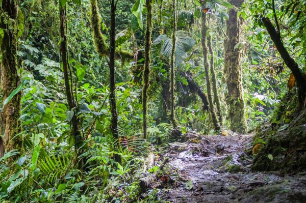 Ecuador-Nebelwald-bei-Mindo