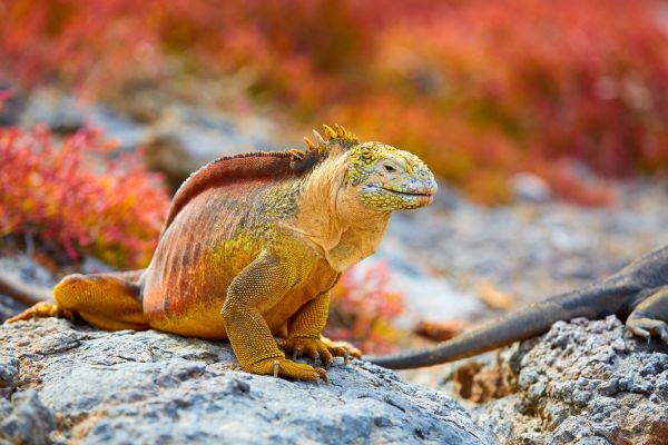 Galapagos-Echse