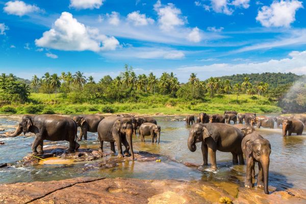 Sri_Lanka_Minneriya_NP