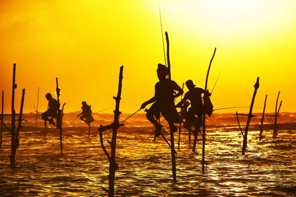 Sri_Lanka_Fischer