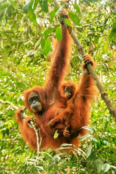 Borneo-Orang-Utans