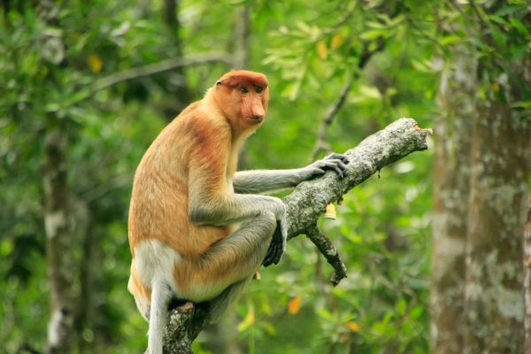 Borneo-Nasenaffe