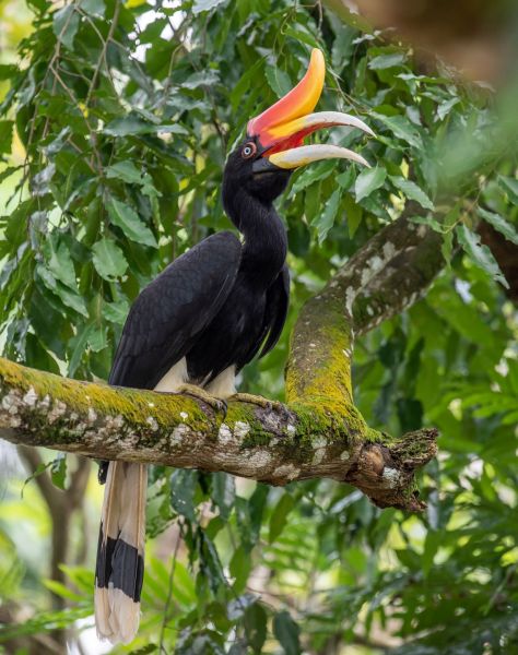 Borneo-Rhinozerosvogel