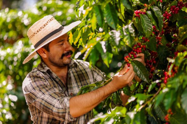 Kaffeefarm©shutterstock