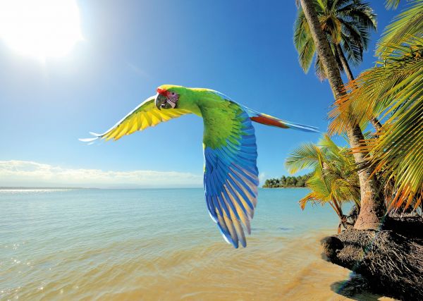 Grüner-Ara©iStock