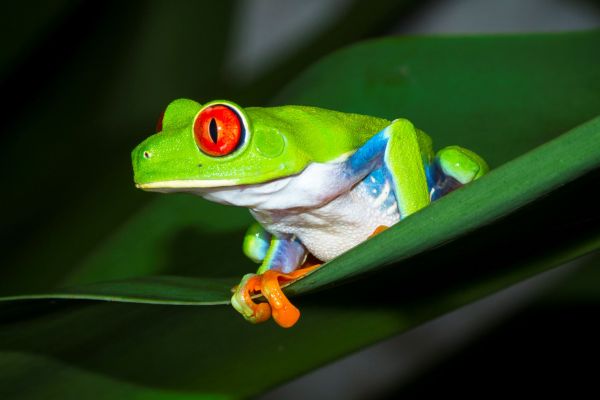 Tortuguero-NP-Laubfrosch©iStock
