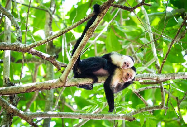 Tortuguero-NP-Kapuzineräffchen©shutterstock