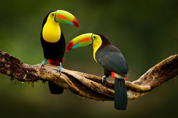 Tukan©shutterstock