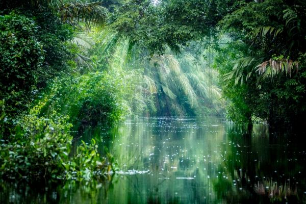 Tortuguero-NP-Regenwald©iStock
