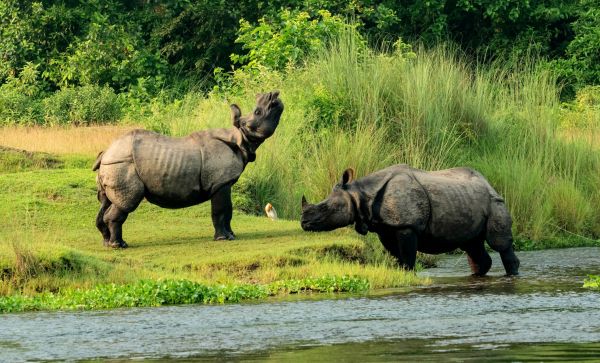 Nepal-Nashörner-im-Chitwan-Nationalpark©shutterstock