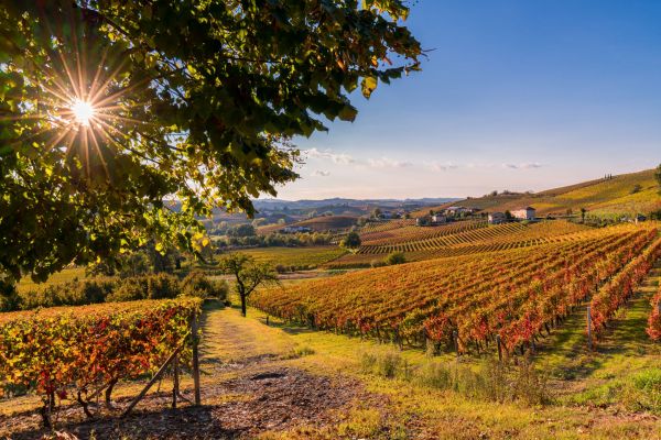 Barologebiet-Langhe©shutterstock