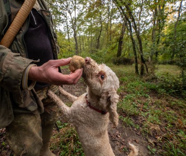 Trüffelhund©shutterstock