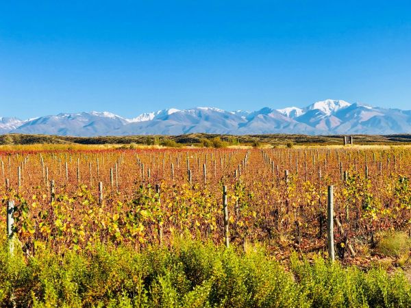 Argentinien-Wein-Mendoza