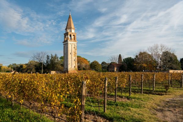 Weinberg-Insel-Mazzorbo©shutterstock