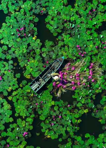 Vietnam-Lotus-Pond-iStock
