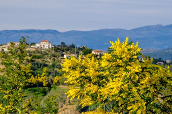 Mimosenblüte©shutterstock