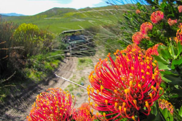 Grootbos_Nature_Reserve_Experience_Flower_Safari_1