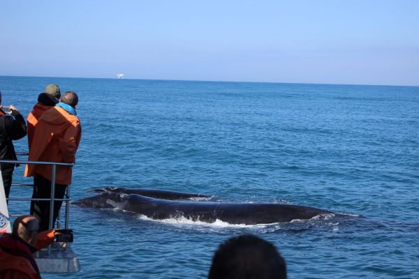 Whale_Watching