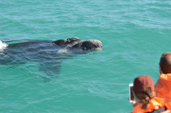 Whale_Watching_1