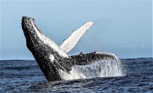 Humpback_Whale_Breach