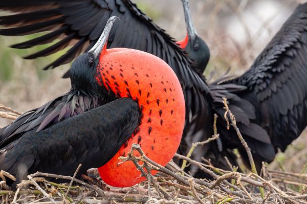 Ecuador_Galapagos_Fregattvögel_©shutterstock
