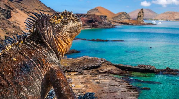 Galapagos_Echse_©shutterstock