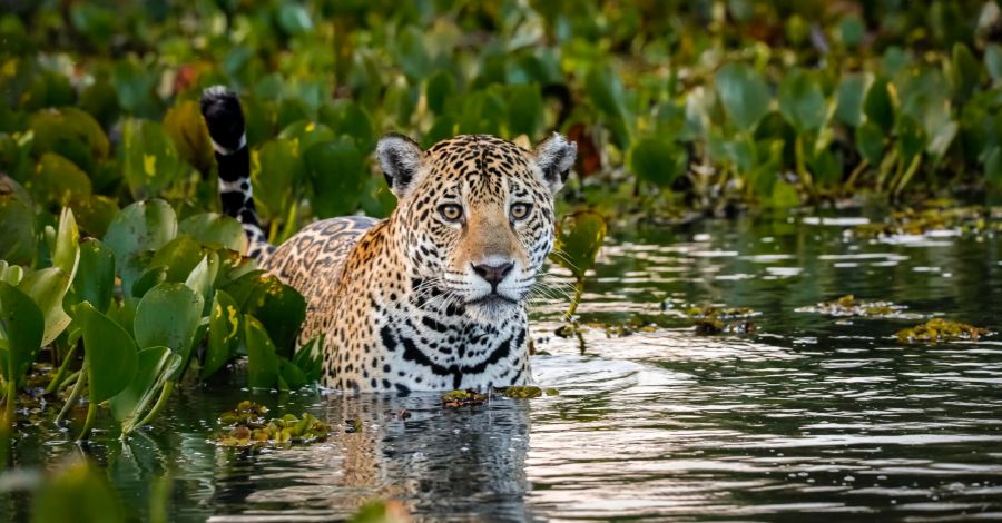 Jaguar