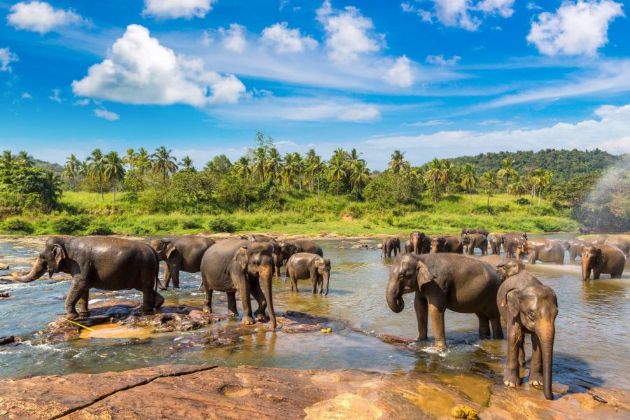 Sri_Lanka_Minneriya_NP