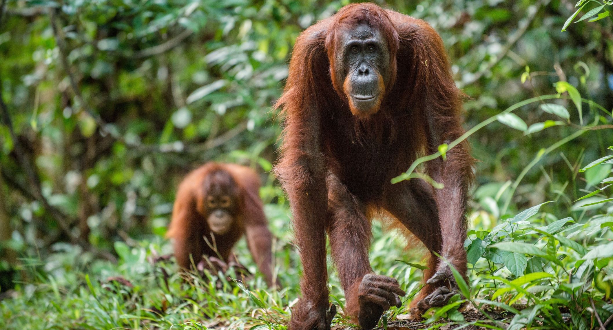  Borneo-Orang-Utan.jpg 