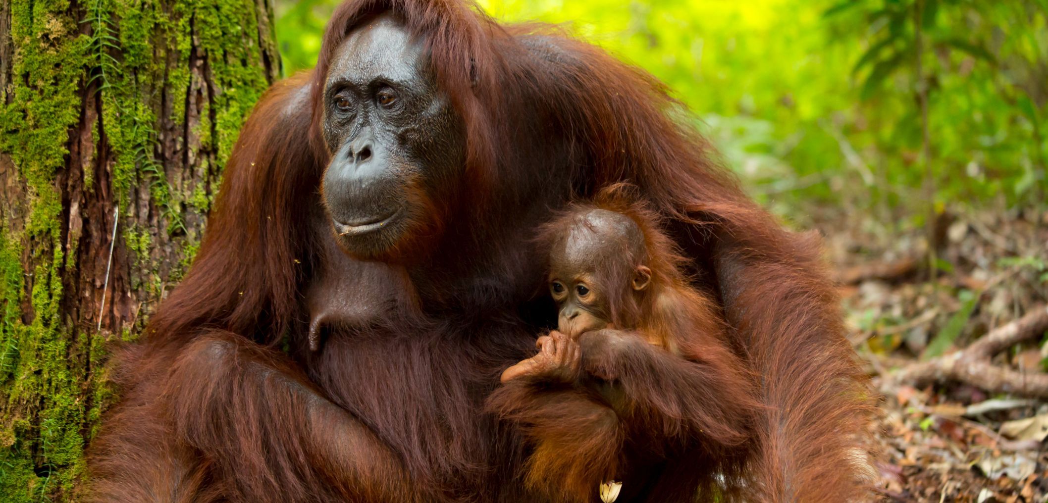  Orang-Utans.jpg 