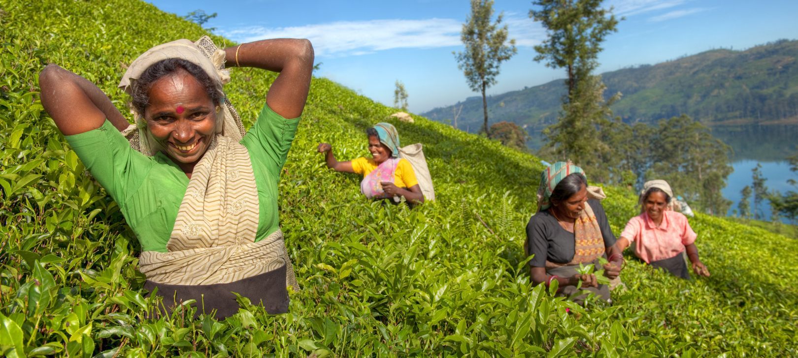  Sri-Lanka-Teeplantage.jpg 